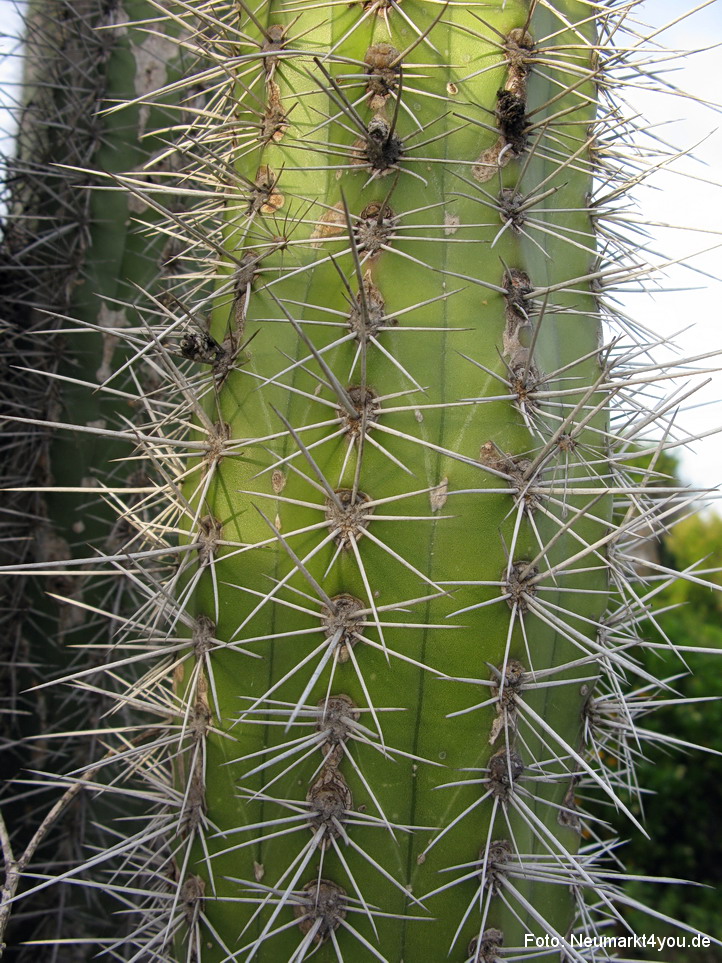 0022 Insel Bonaire 2009